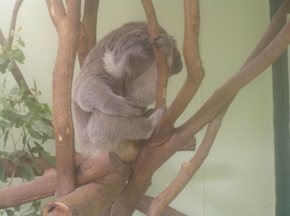 Koala yang Mengantuk (Foto: Swary Utami Dewi, Maret 2006)