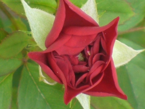 Mawar Merah Hati (Foto: Swary Utami Dewi, April 2009)