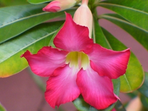 Bunga Kemboja Jepang (Foto: Swary Utami Dewi, April 2009)