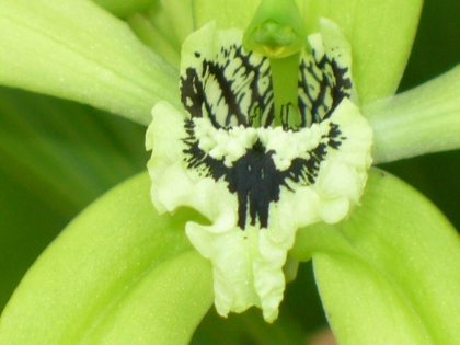 Tampak Dekat si Black Orchid: Begitu Mempesona (Foto: Swary Utami Dewi, Juni 2009)